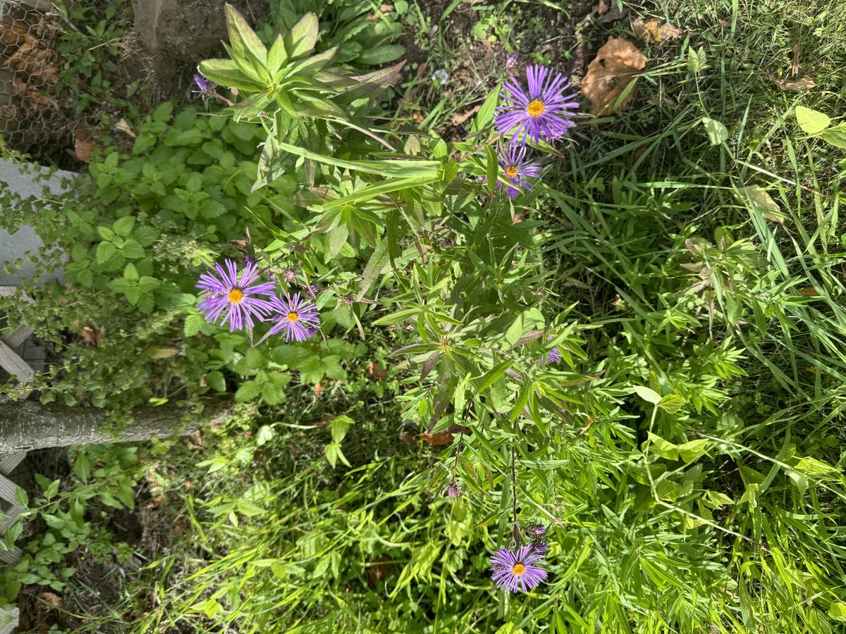 Purple New England asters in bloom