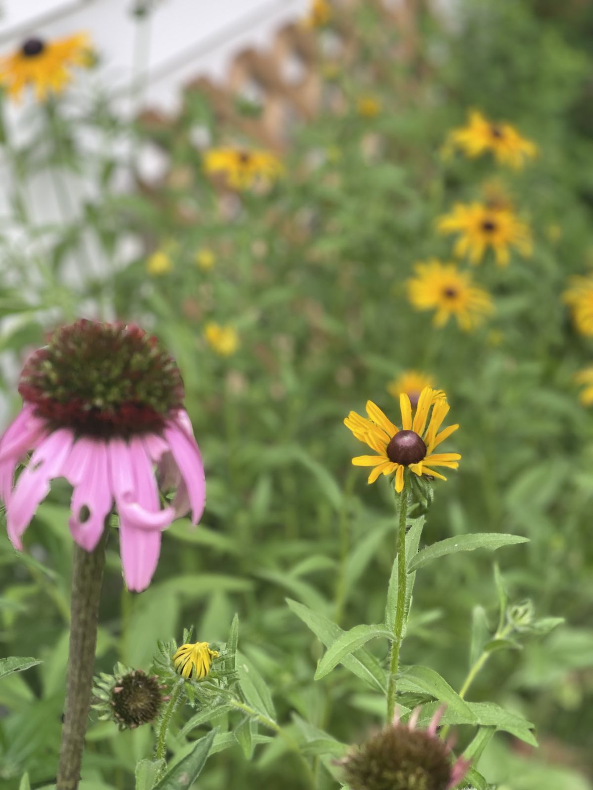 Pink coneflower and black-eyed Susan growing together