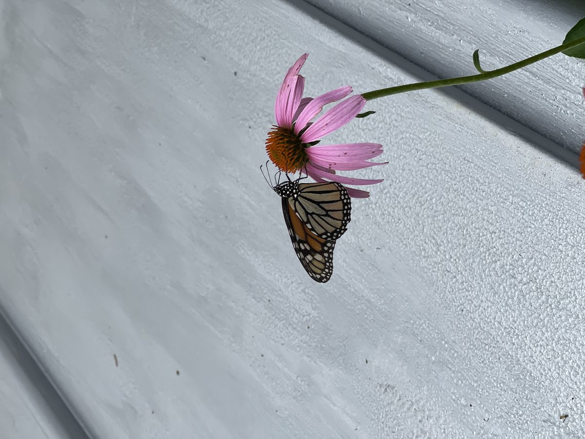 Monarch butterfly feeding on coneflower
