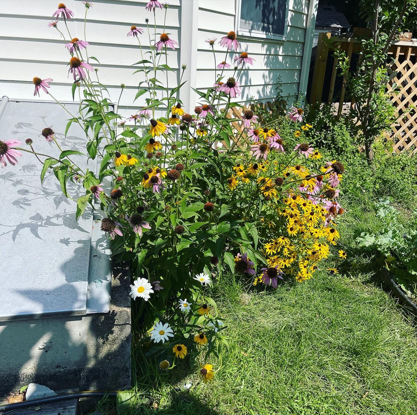 Coneflower and black-eyed Susan bed beside a house